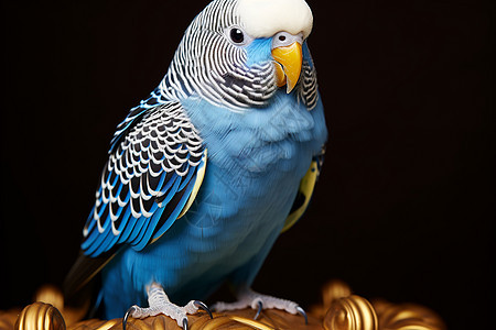 优雅的蓝黄鹦鹉在金色物体上图片