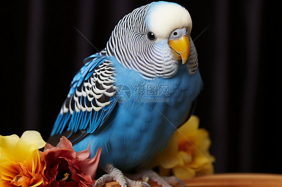 蓝白鹦鹉在桌上与花朵相伴图片