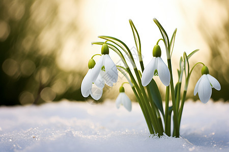 花朵插在雪里图片