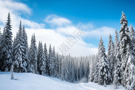 白雪皑皑的森林图片