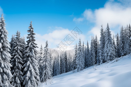 森林旁边的白雪斜坡图片