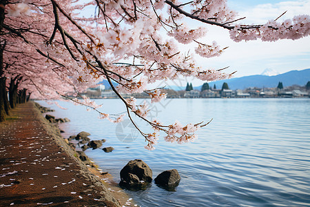 湖畔盛开的樱花图片