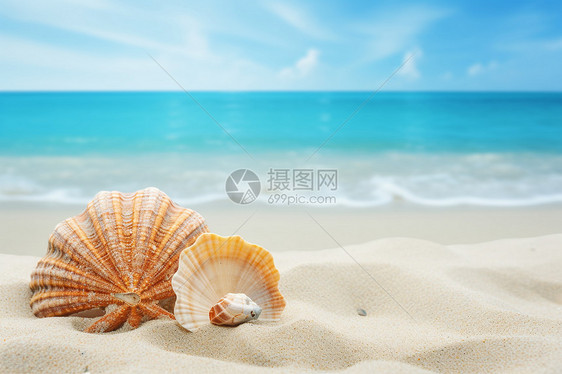 海滩上一个贝壳和海星图片