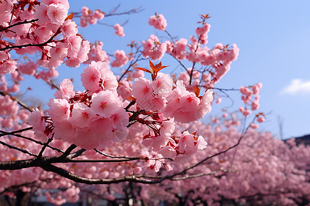 初春的公园樱花图片