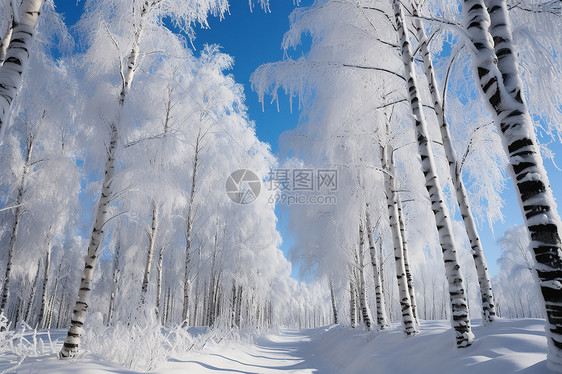 雪覆盖的树林图片