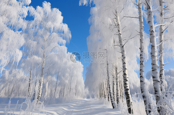 白雪皑皑的森林图片