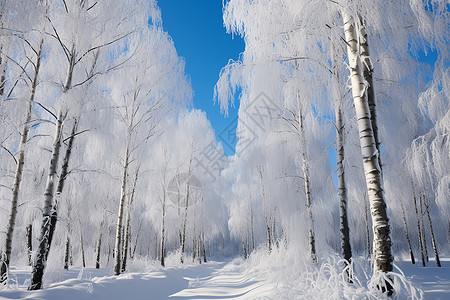 冬日冰雪覆盖的森林图片