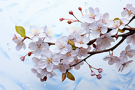 滴水的枝头樱花图片
