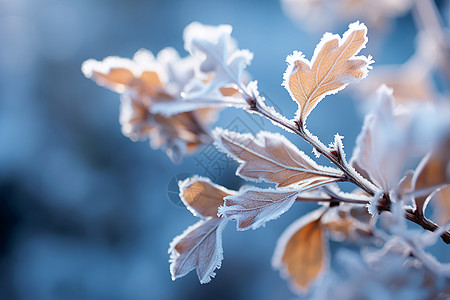 冬天枝头的冰霜图片