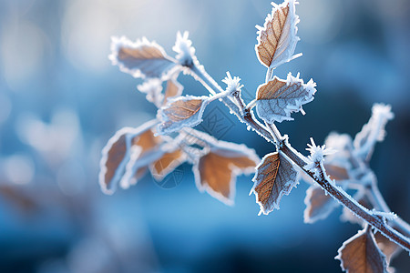 冬日冰冻的树枝图片