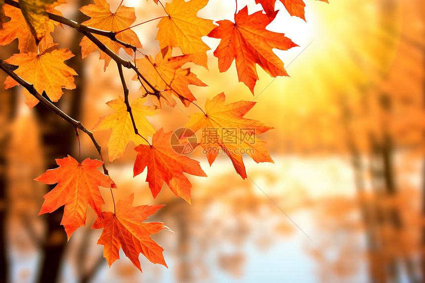 秋天的枫树叶图片
