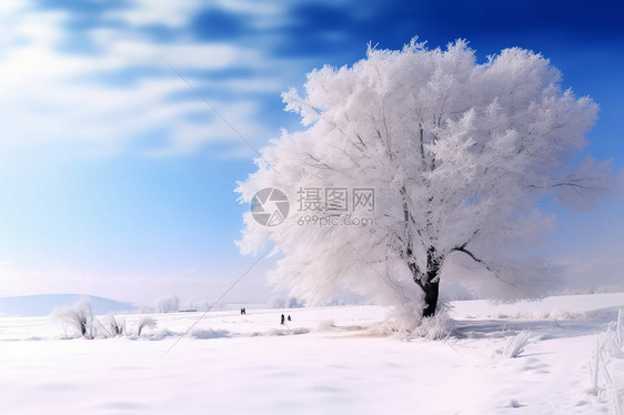 山坡上的树被冰雪覆盖图片