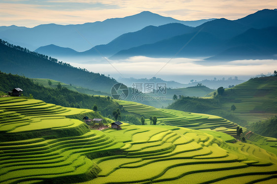 大山下的梯田图片