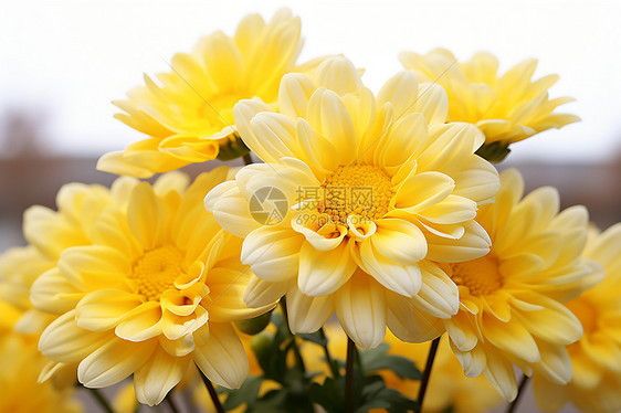 一束美丽的黄色菊花图片