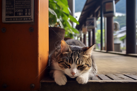 室外乖巧可爱的小猫图片