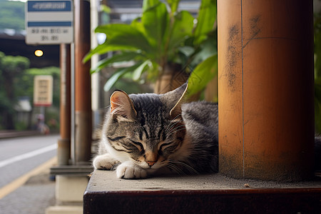 街边困倦的小猫图片