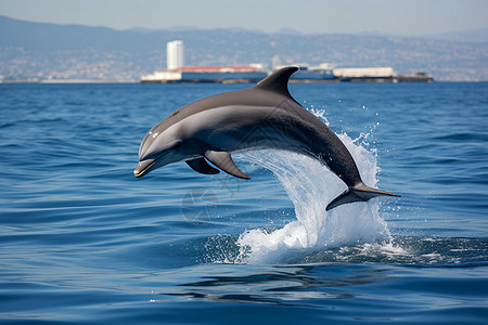 海中飞跃的海豚图片