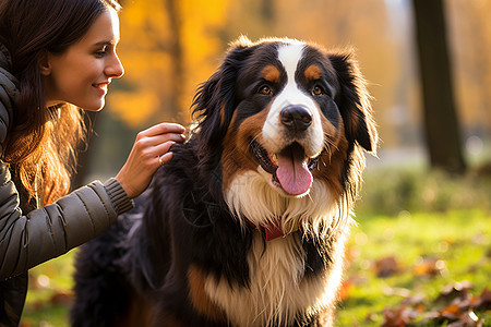 女人抚摸着山地犬图片