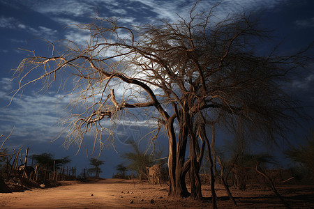 历史悠久的沙漠枯树景观图片