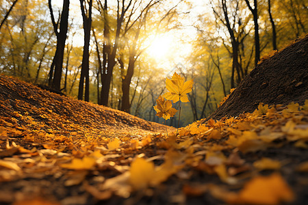 美丽的秋季森林公园景观图片