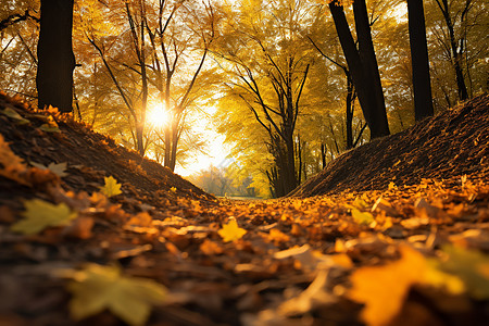 秋叶飘落的公园小径图片