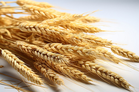 黄金稻谷的谷物粮食图片