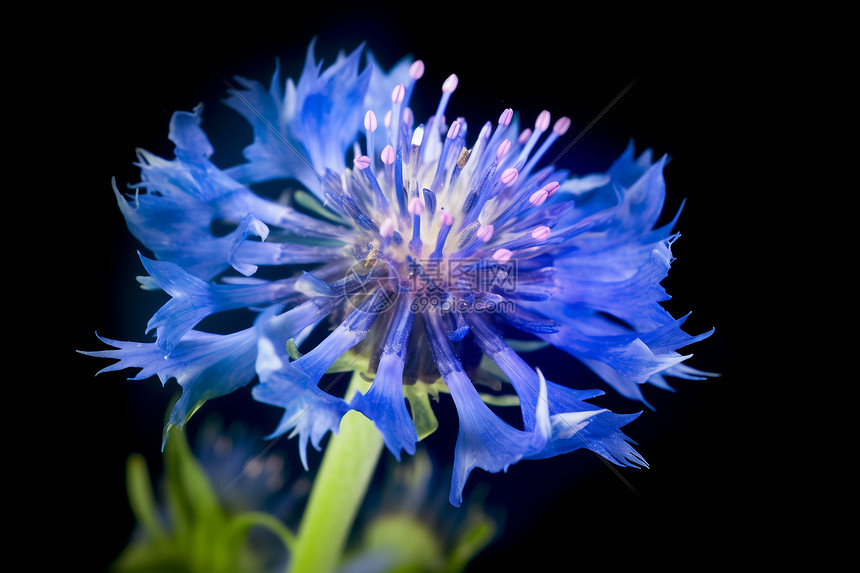 蓝色之美的矢车菊花朵图片