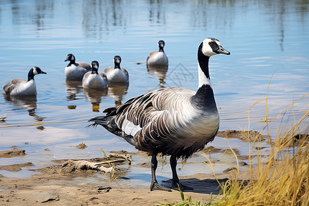 乡村湖畔的鸭子群高清图片