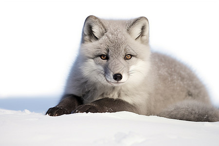 冬季雪地上的狐仔图片
