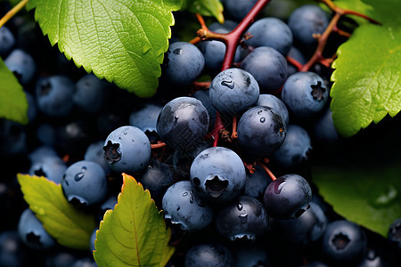 成熟的蓝莓水果图片