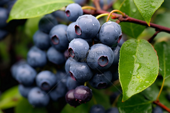 果园中鲜嫩多汁的蓝莓水果图片