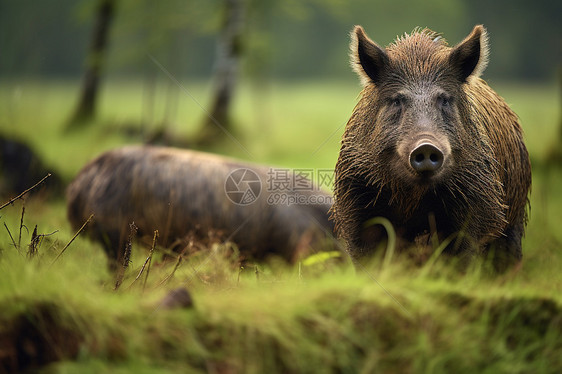 草地上的两只野猪图片