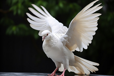 自由飞翔的白鸽图片