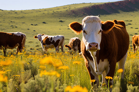 乡村草原上放牧的牛群背景图片