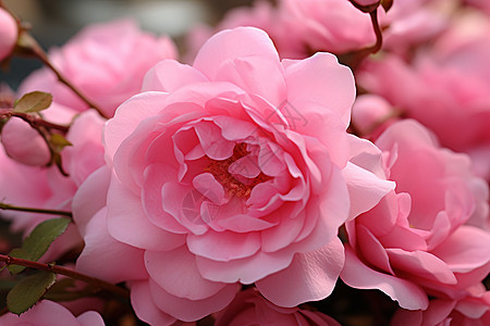 漂亮的粉色玫瑰图片