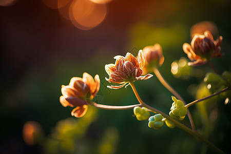 粉色的花朵图片