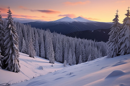 冬日山峰的森林奇观图片