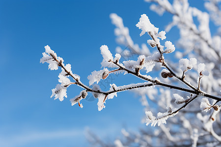 树枝上的雪冬季树枝高清图片