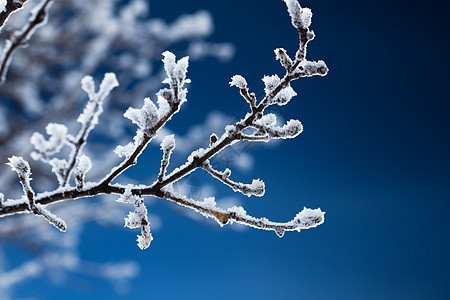 冬日的雪景图片