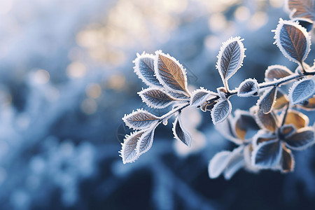 霜降树叶积雪在树叶上背景