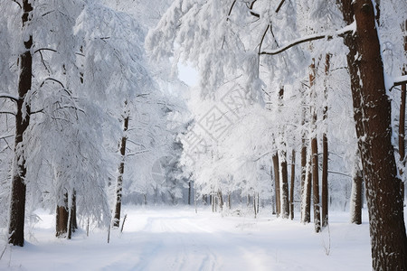 枝丫上的雪图片