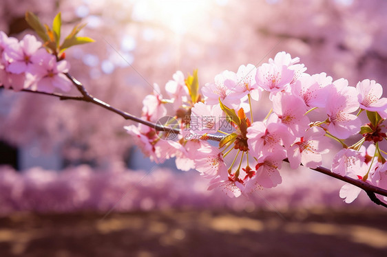 阳光照射的樱花图片