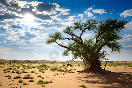 沙漠中的孤树与天空图片