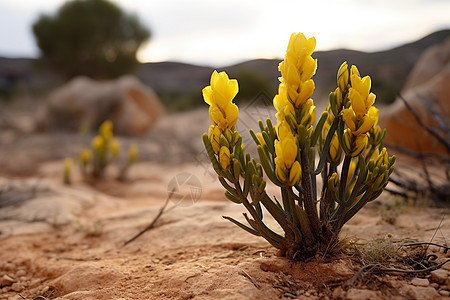 黄色花卉在沙漠中图片