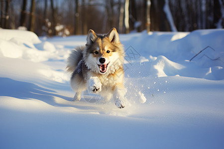 小狗在雪地中奔跑图片