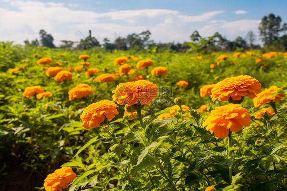 夏日鲜花盛开图片