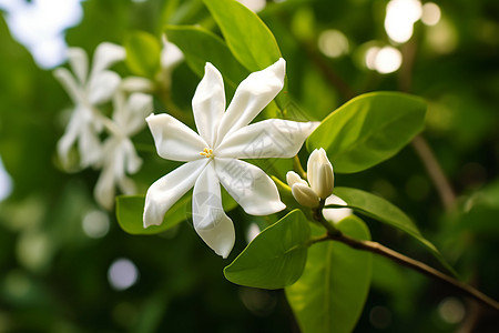 美丽的茉莉花图片