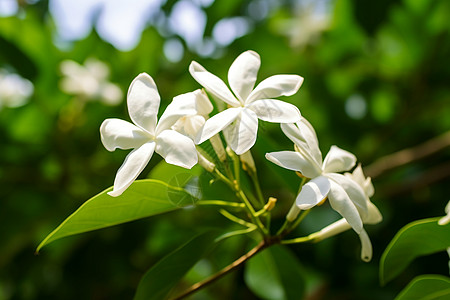 茉莉花的美图片