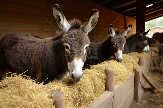 驴子站在谷仓里吃草图片