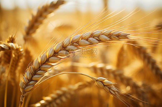 稻田里自然的麦穗图片
